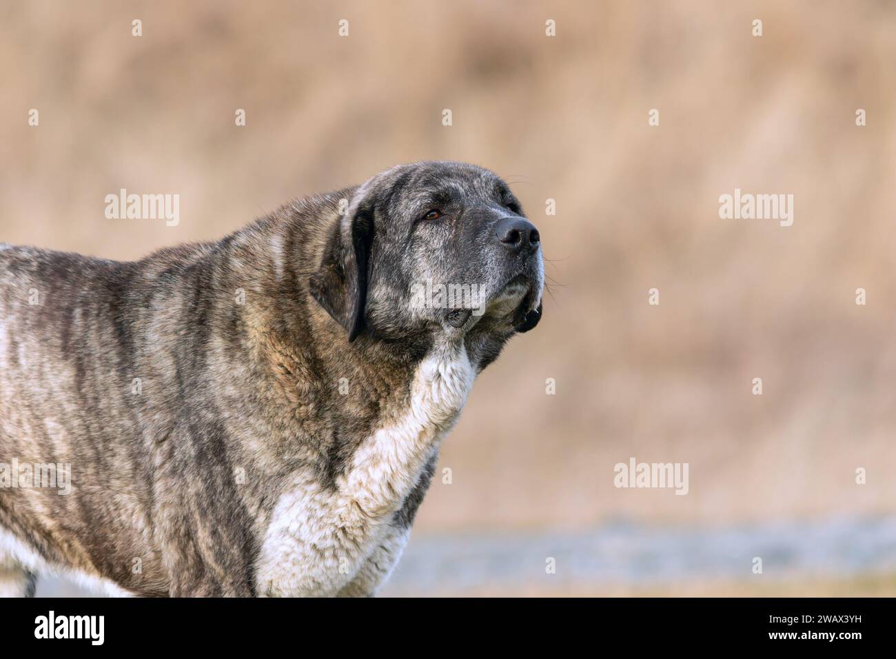 portrait of a kangal shepherd dog over out of focus background Stock Photo