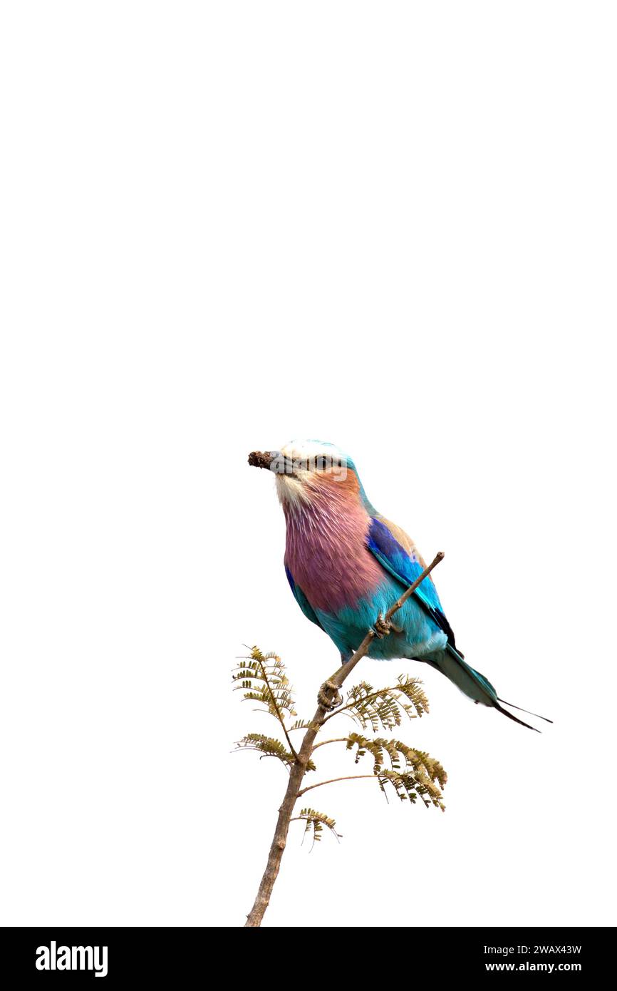 A photo of lilac breasted roller bird in Southafrica Stock Photo