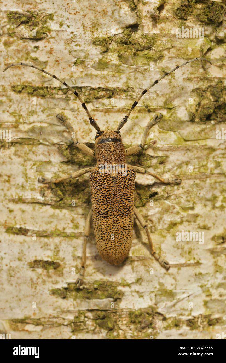 Natural vertical closeup on a Poplar Longhorned Beetle, Saperda carcharias sitting on a tree trunk Stock Photo