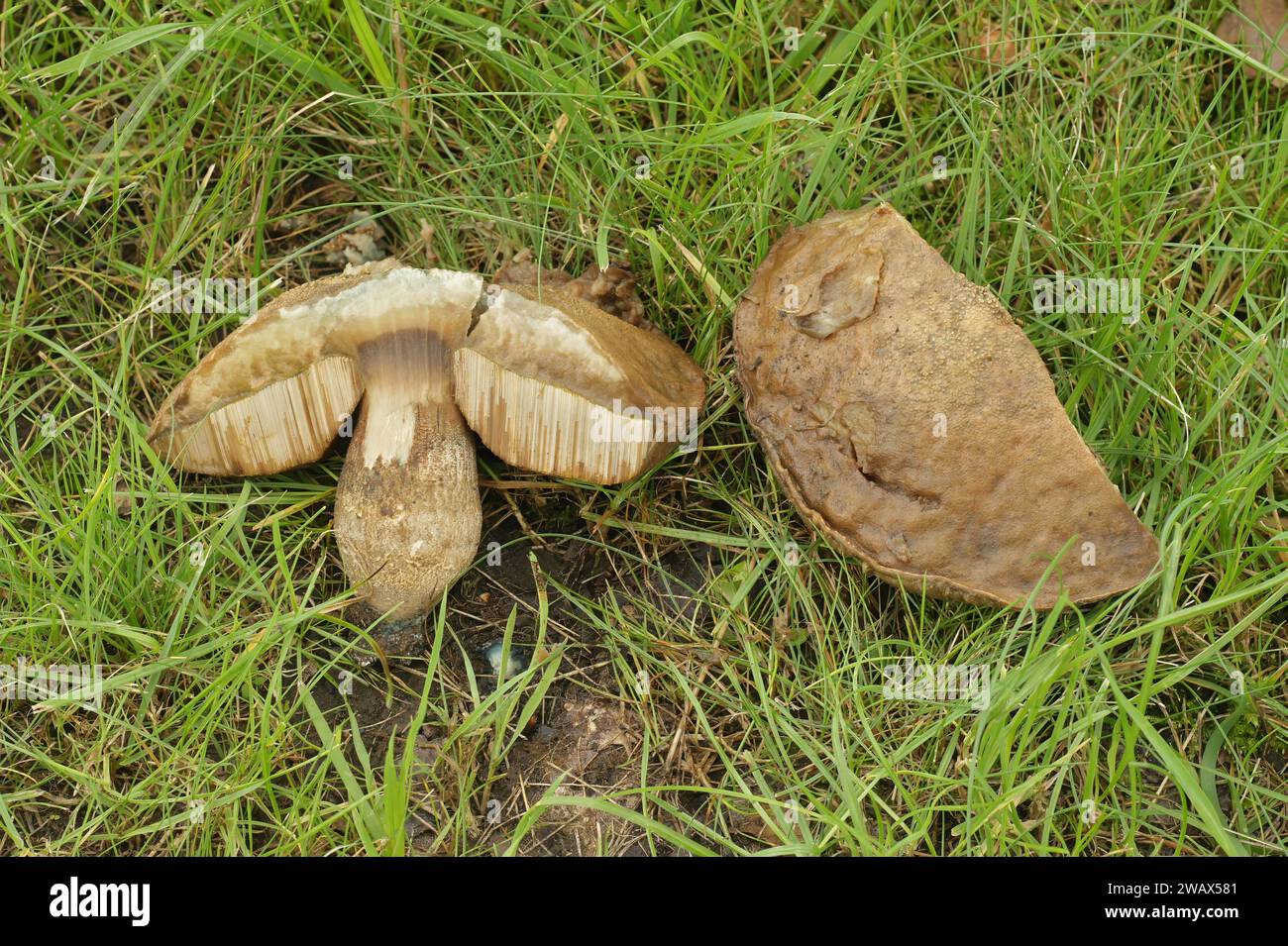 Natural closeup on the Slate Bolete mushroom , Leccinum duriusculum gronwing in the grass Stock Photo