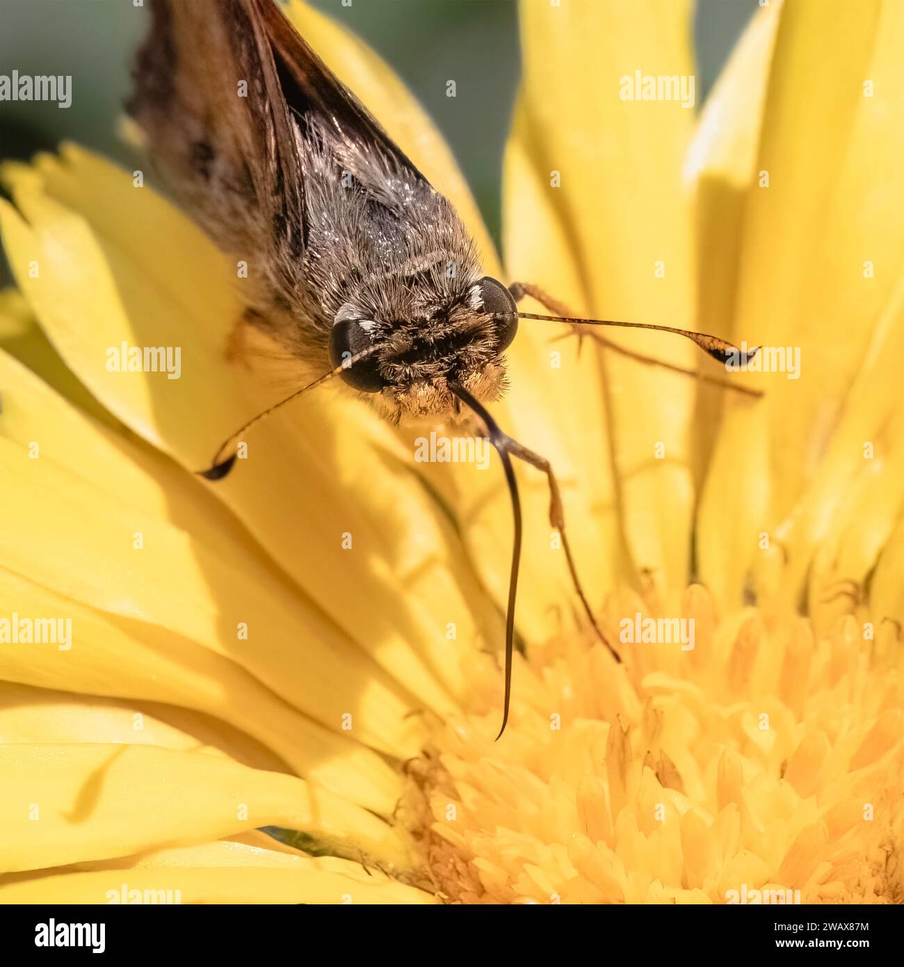 Frontal view of a tan and brown skipper butterfly using its long tongue to sip nectar from a yellow calendula flower. Long Island, New York, USA Stock Photo