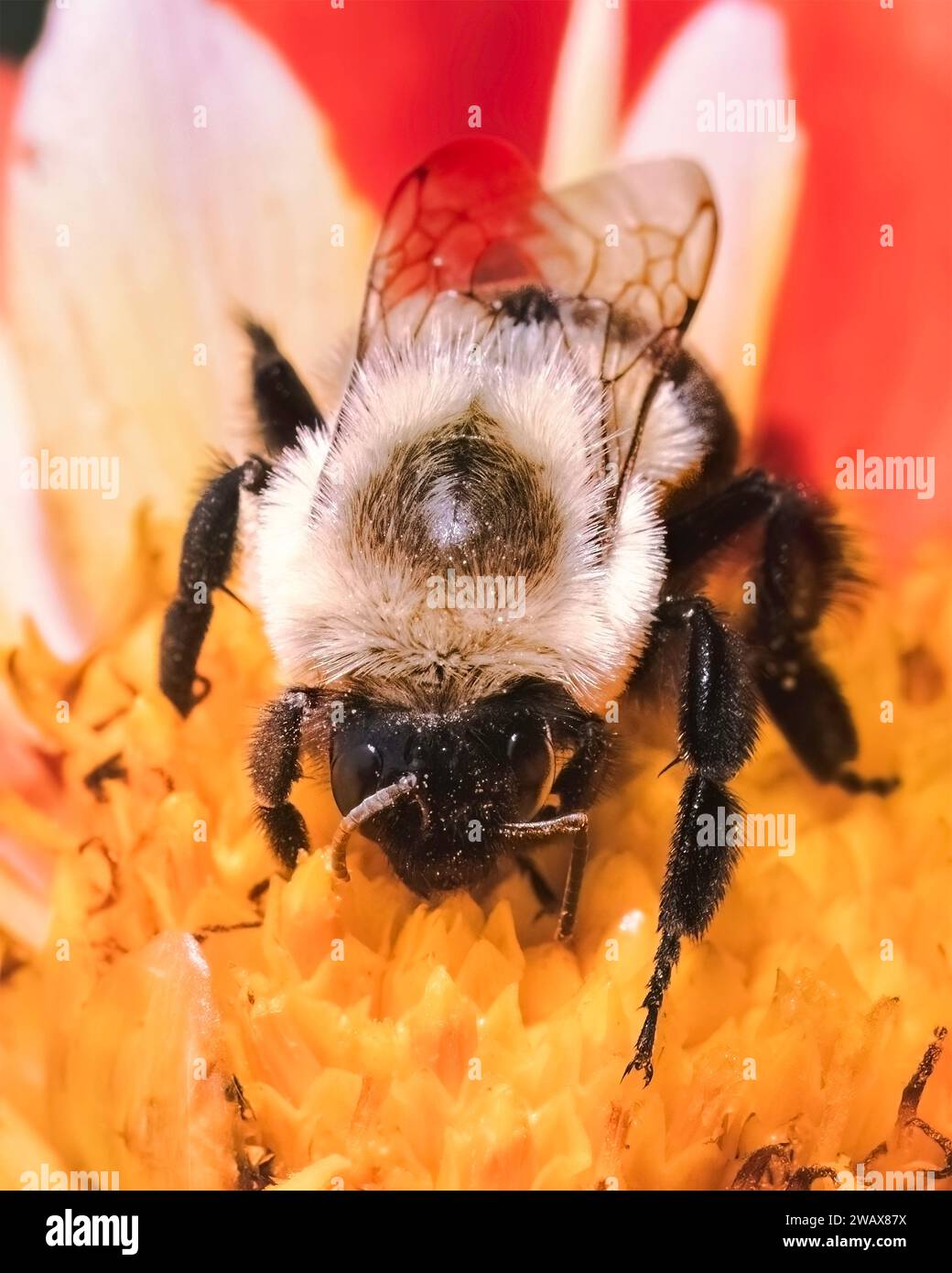 Frontal view of a female Bombus impatiens Common Eastern Bumble Bee feeding and pollinating a red and yellow dahlia flower. Long Island, New York, USA Stock Photo