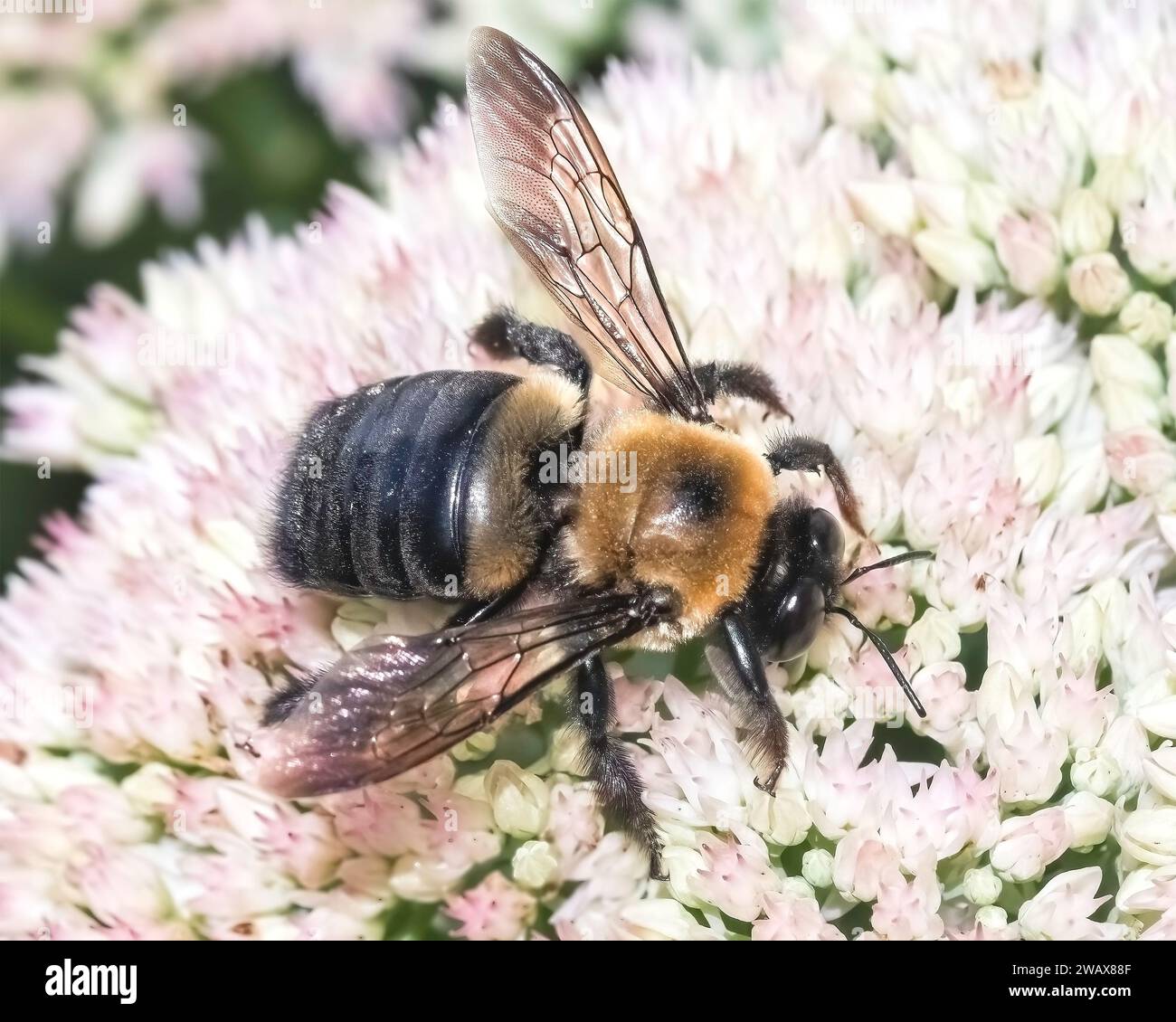 Side view of a  large male Eastern Carpenter Bee Xylocopa virginica feeding on succulent white sedum flowers. Long Island, New York, USA Stock Photo
