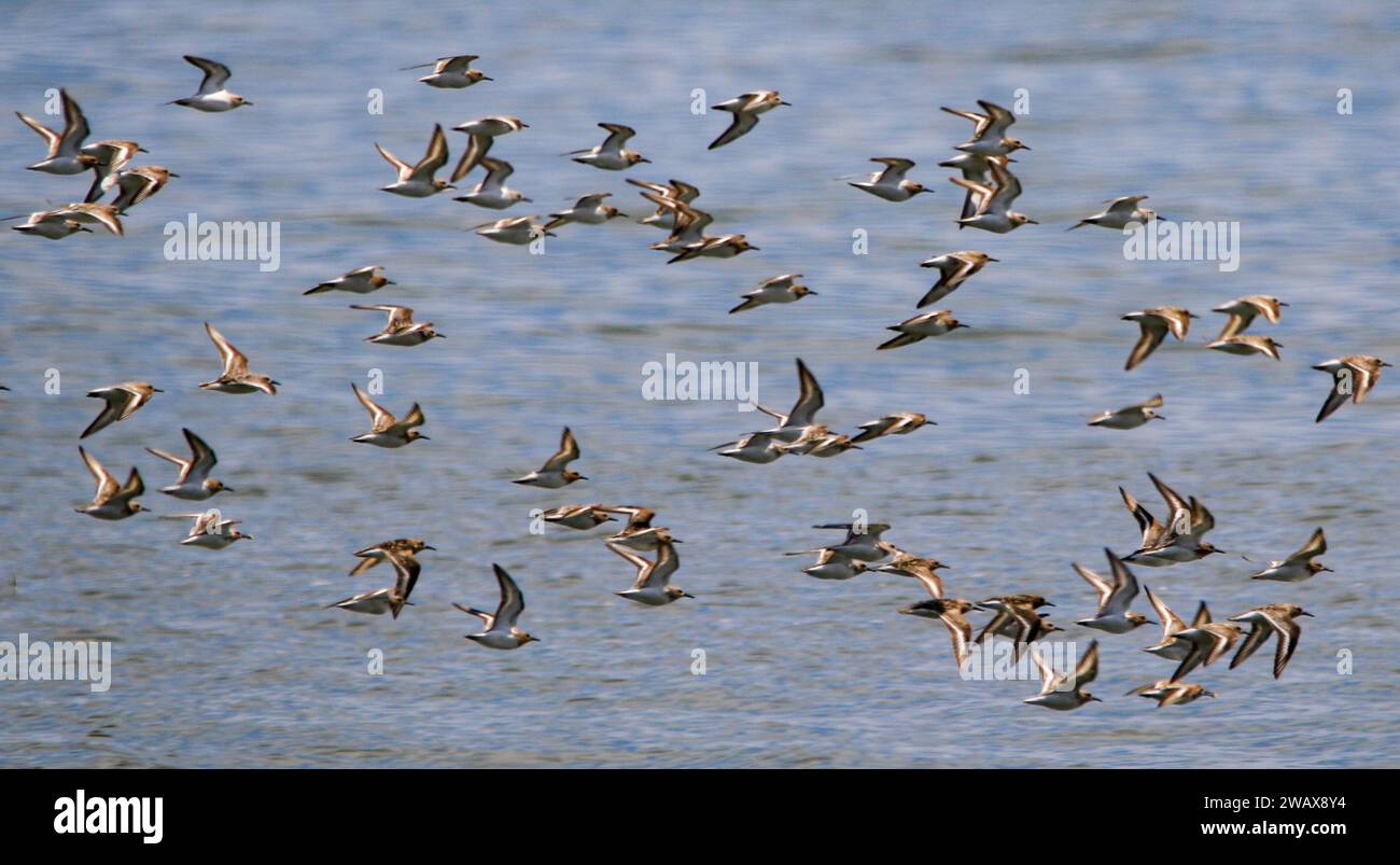 A flock of small plover birds flying over the Atlantic Ocean off the coast of Long Island New York USA. Stock Photo