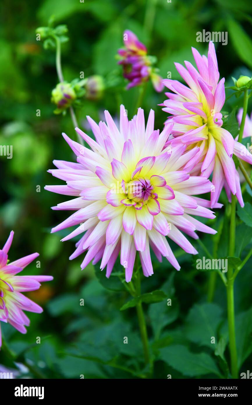 Dahlias blooming flower show hi-res stock photography and images - Alamy