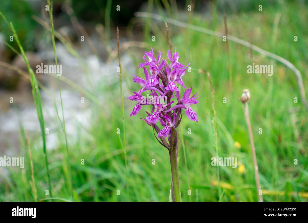 Dactylorhiza sambucina violet. Orchid. Traunsteiner's fingerroot. A species of herbaceous plants from the genus Palmaceae of the Orchidaceae family Stock Photo