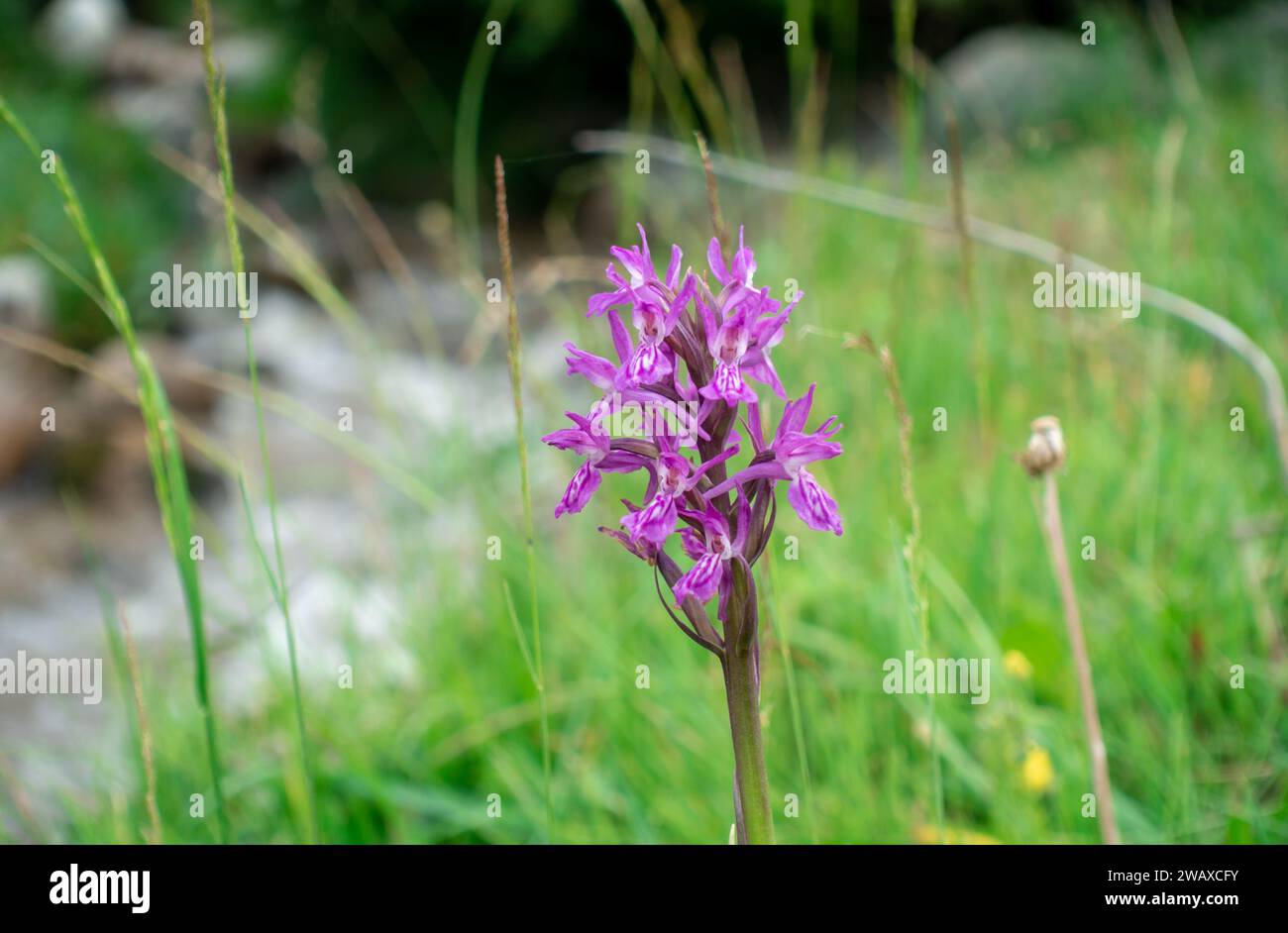 Dactylorhiza sambucina violet. Orchid. Traunsteiner's fingerroot. A species of herbaceous plants from the genus Palmaceae of the Orchidaceae family Stock Photo