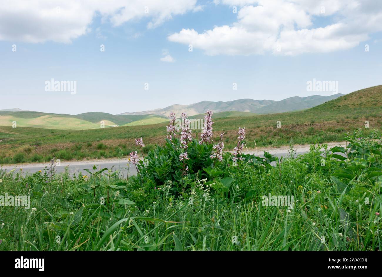 White ash tree (lat. Dictamnus albus) is a species of perennial herbaceous plants of the genus