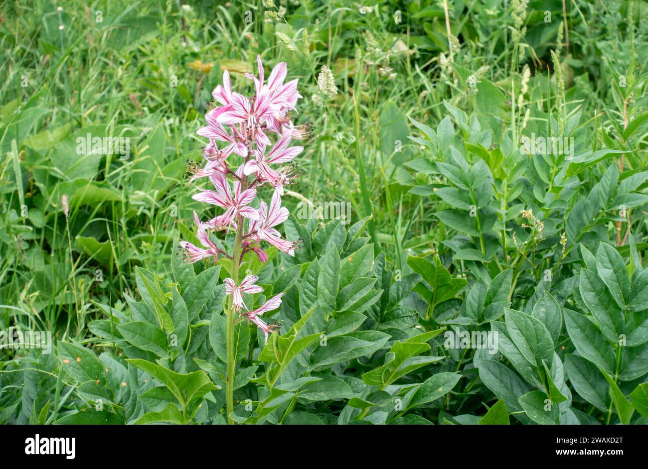 White ash tree (lat. Dictamnus albus) is a species of perennial herbaceous plants of the genus