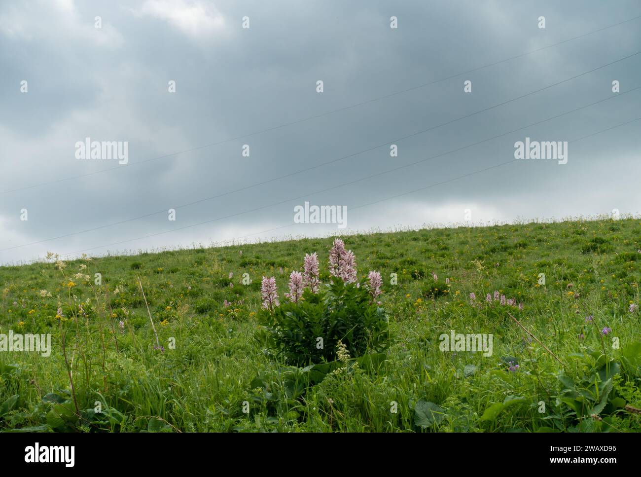 White ash tree (lat. Dictamnus albus) is a species of perennial herbaceous plants of the genus