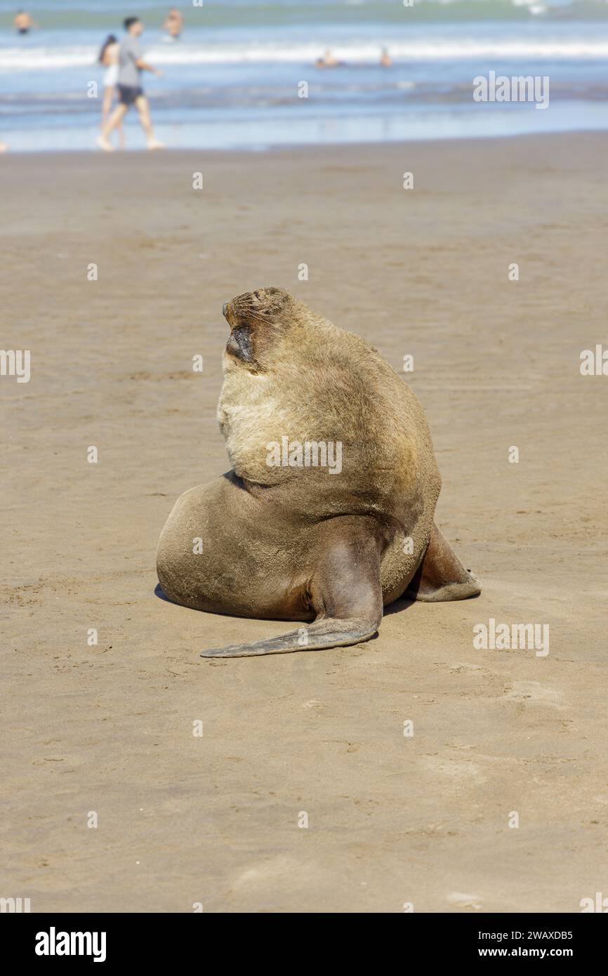 Sea lion on a beach in Mar del Plata. Stock Photo