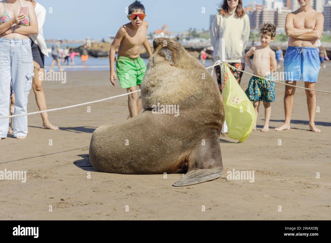 Mar del Plata, Argentina - December 30th, 2023: Sea lion rests on a beach in Mar del Plata while tourists watch it. Stock Photo