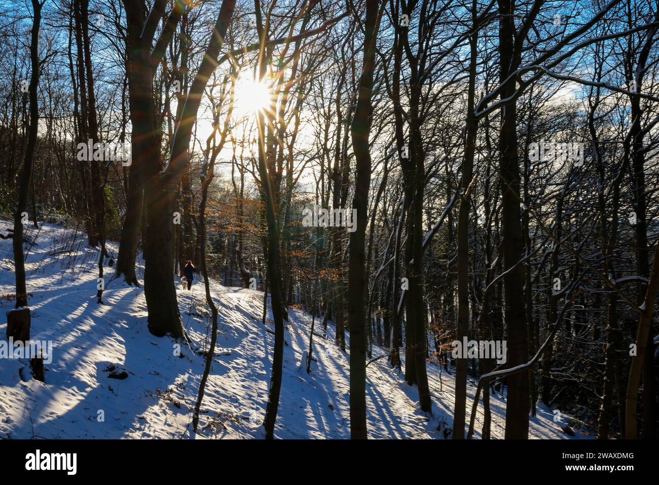 Hamburg, Germany. 07th Jan, 2024. A woman walks her dog in the forest ...