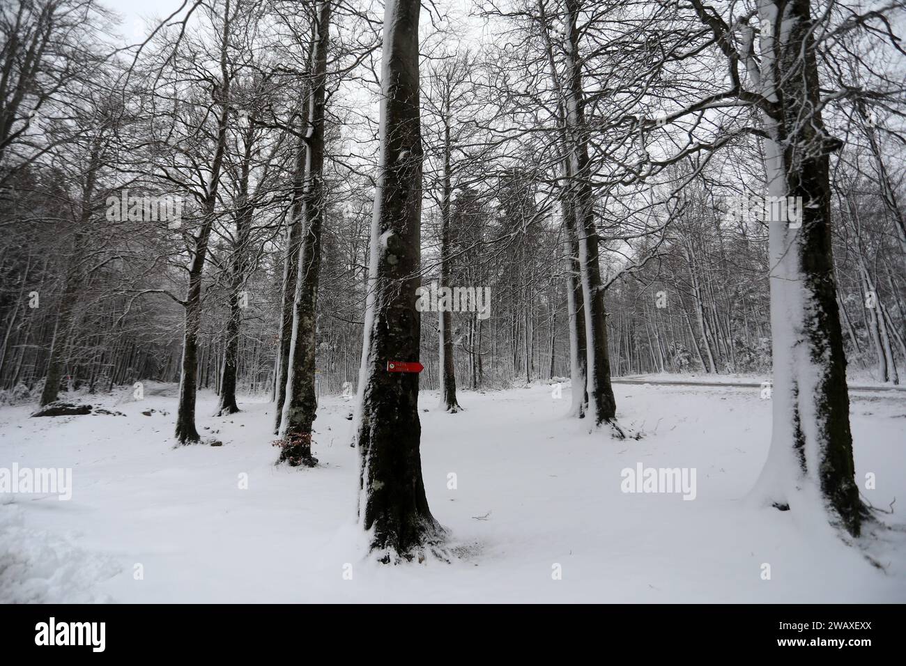 Rijeka Croatia 07th Jan 2024 This Photo Taken On January 7 2024   Rijeka Croatia 07th Jan 2024 This Photo Taken On January 7 2024 Shows The Platak Mountain View After The First Snowfall Of This Year On Platak Croatia Photo Goran Kovacicpixsell Credit Pixsellalamy Live News 2WAXEXX 