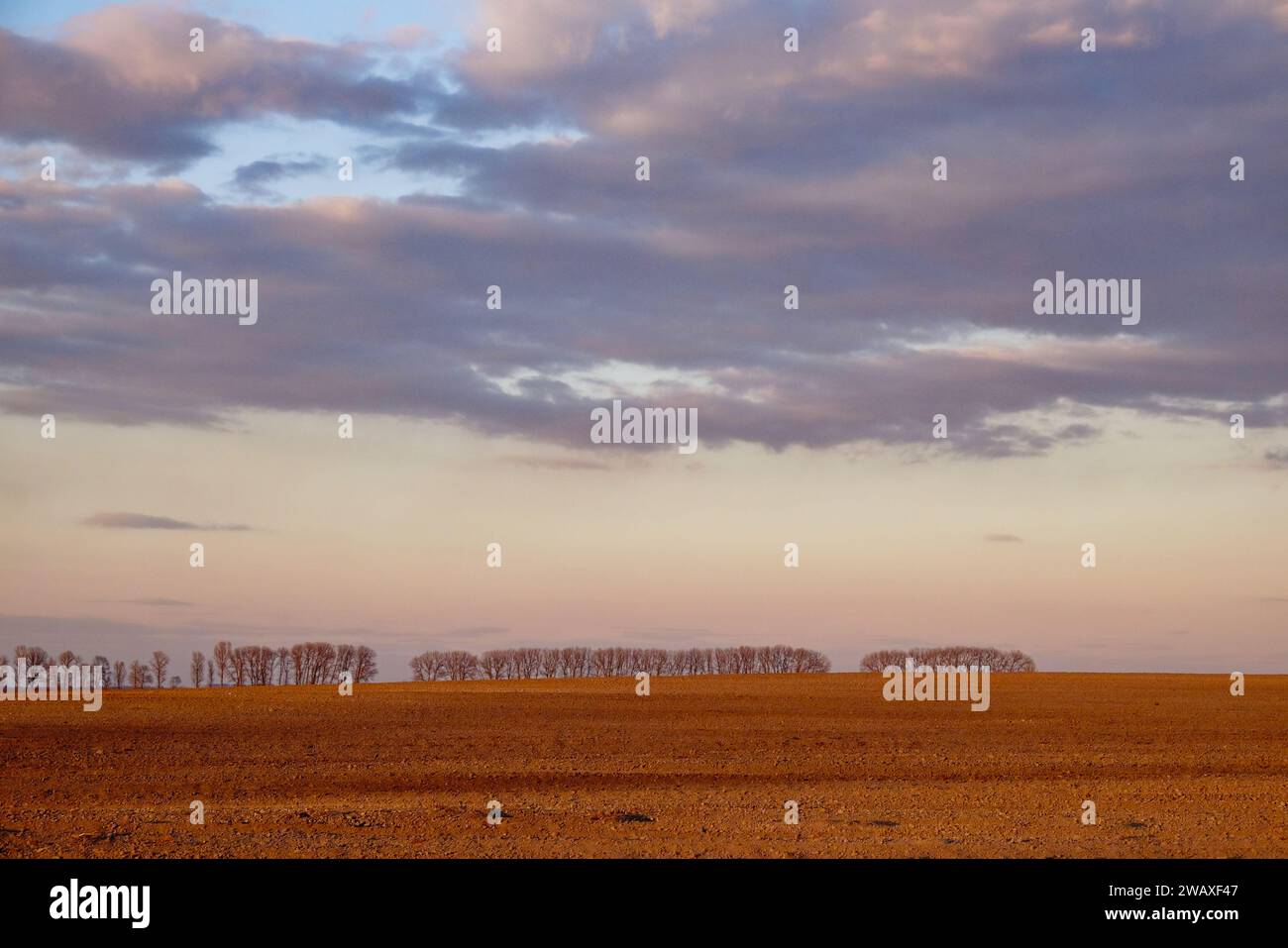 A freshly ploughed field with distant trees against an evening sky. Stock Photo
