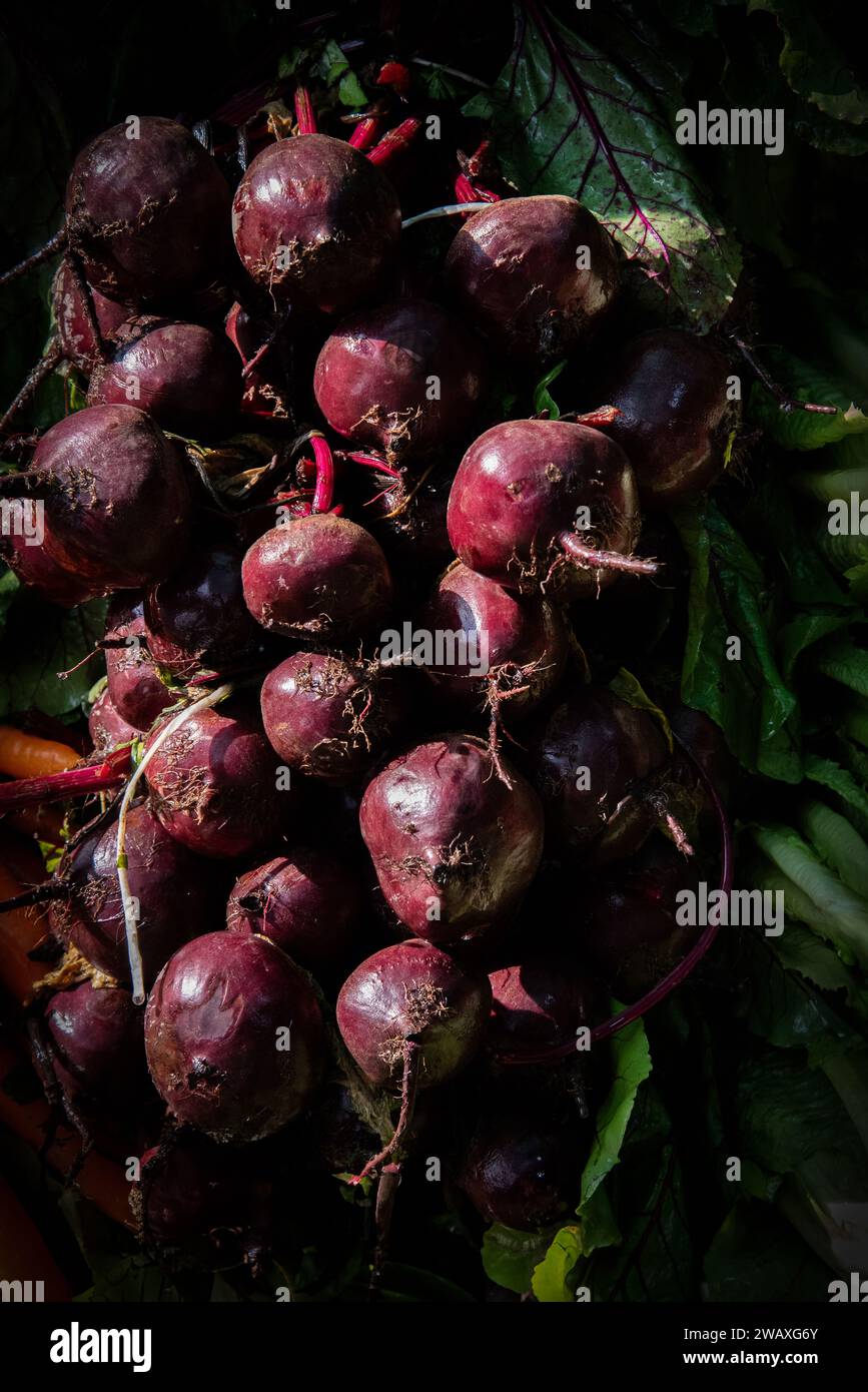 Cartoon beetroot hi-res stock photography and images - Alamy