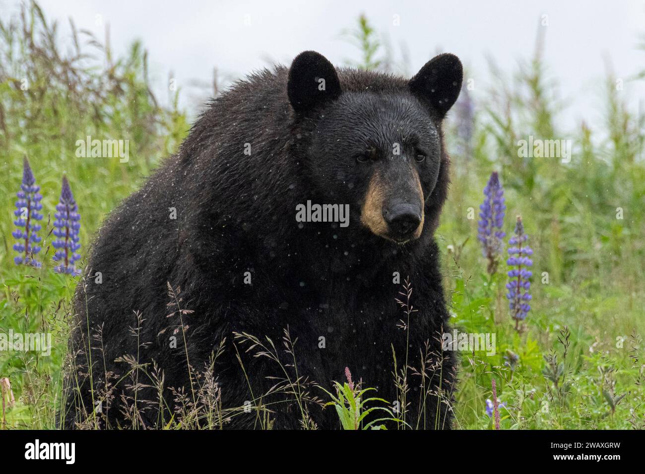 Black bear in the rain, Alaska Wildlife Conservation Center, Alaska
