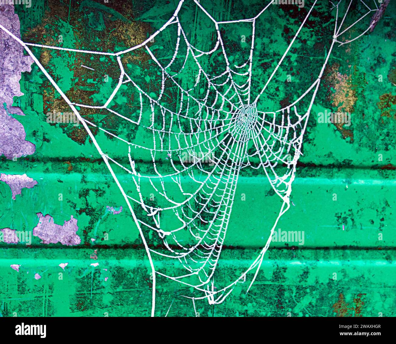 Live Web Hi Res Stock Photography And Images Alamy   Glasgow Scotland Uk 7th January 2024 Uk Weather Freezing Night With Clear Sky Saw A Misty Cold Day For Locals Frozen Spiders Web On A Dumpster Credit Gerard Ferryalamy Live News 2WAXHGR 