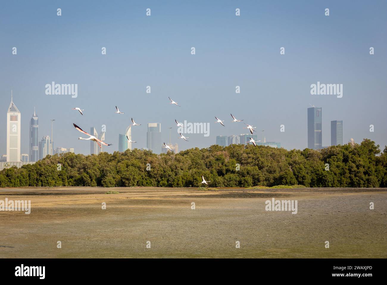 Flock of Greater Flamingos (Phoenicopterus roseus) in Ras Al Khor Wildlife Sanctuary in Dubai, flying over the city with Dubai skyscrapers. Stock Photo