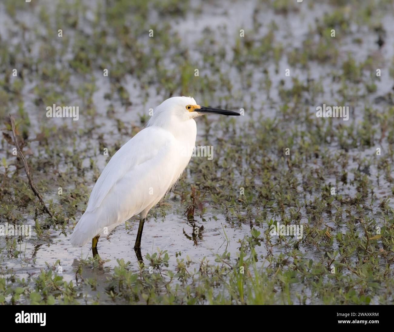 white egret in a marsh the morning sun highlighting its chest Stock Photo