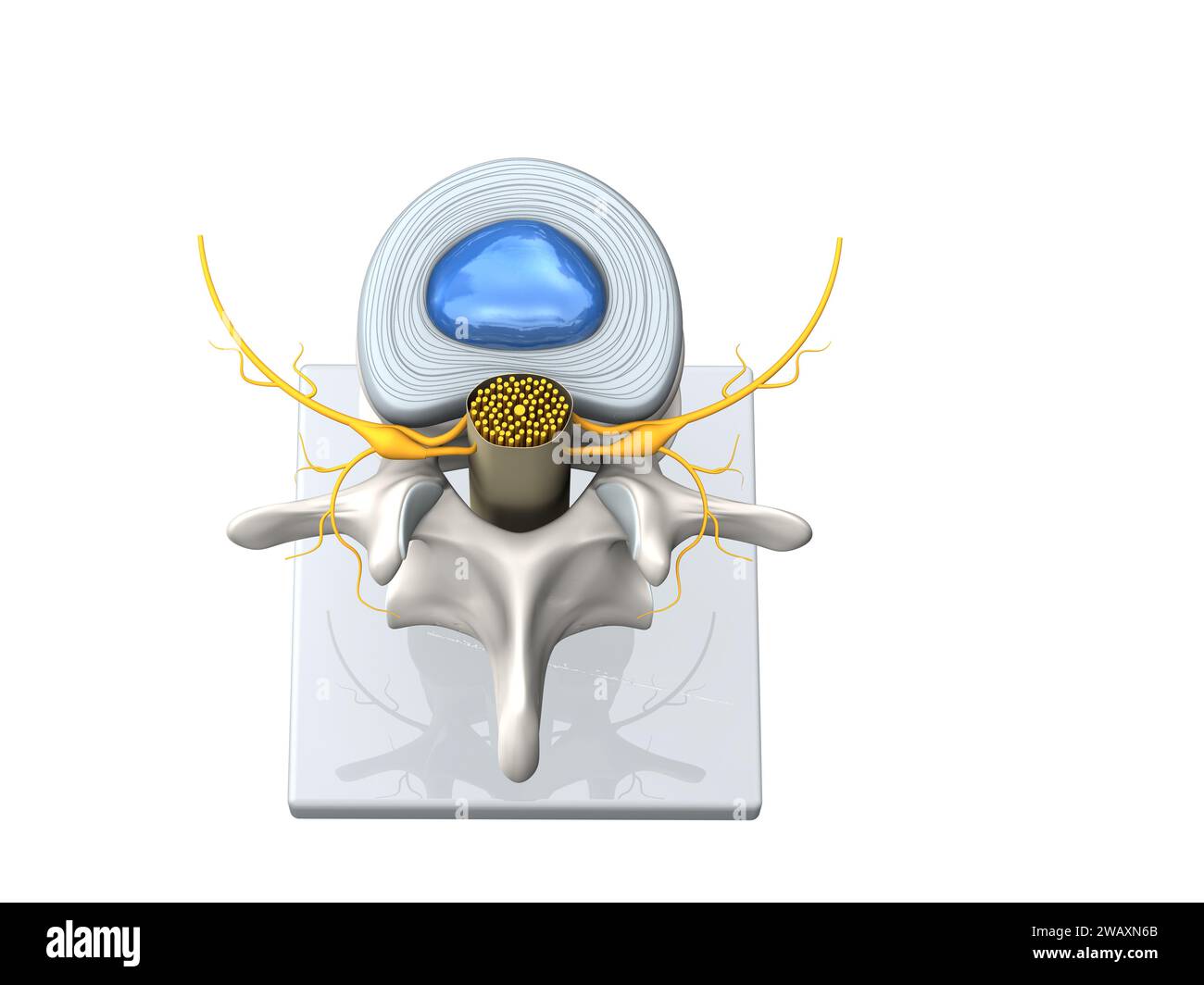 Illustration showing model of a healthy lumbar vertebra with disc and spinal cord. D Illustration Stock Photo