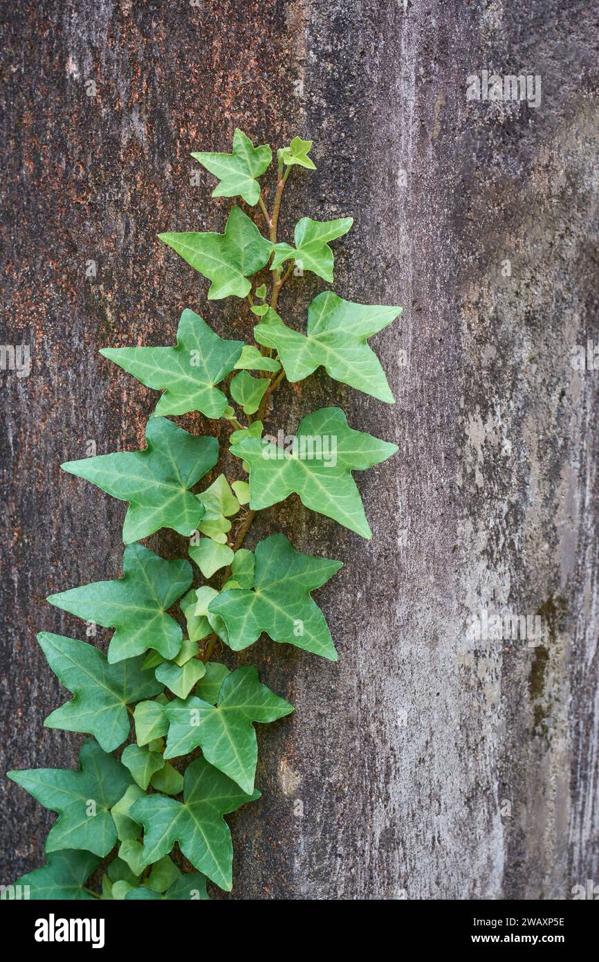 english ivy plant climb on concrete surface, hedera helix, climbing plant with attractive, vine that is native to europe, asia and africa Stock Photo