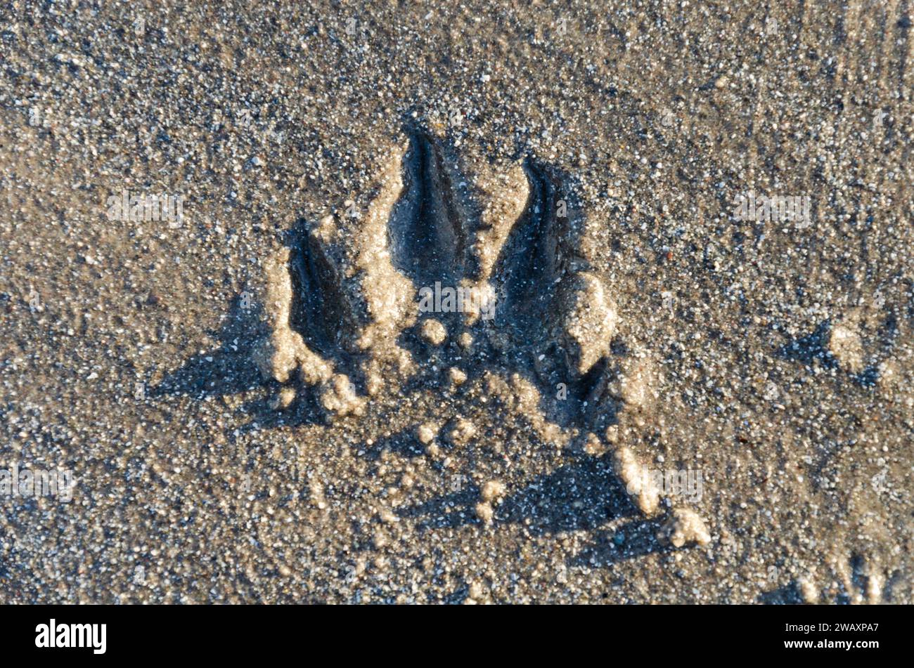 Dog paw print in the sand on Ballywalter beach Stock Photo