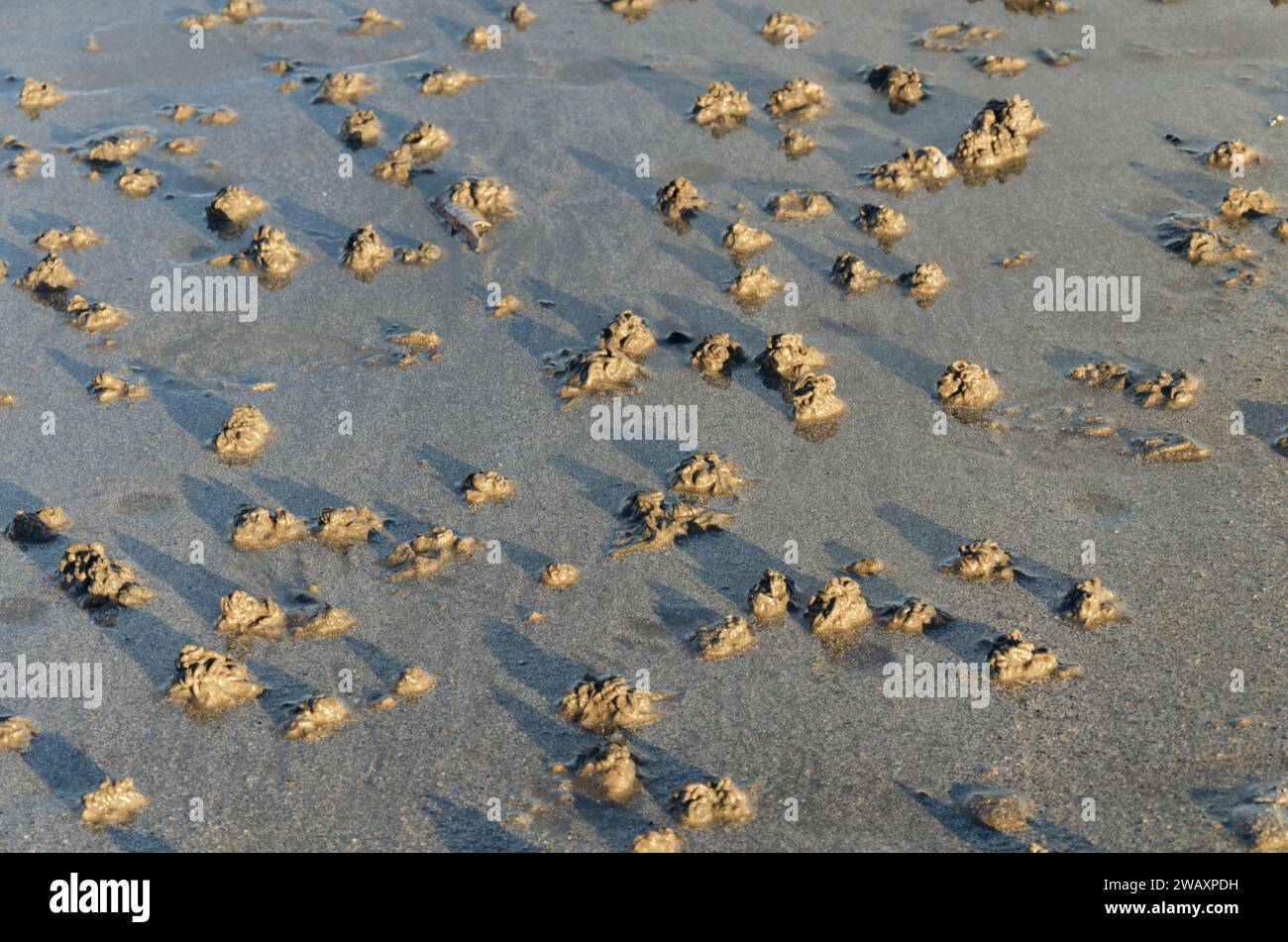 Lug worm or Arenicola marina cast on Ballywalter beach County Down. Often used as bait for fishing Stock Photo