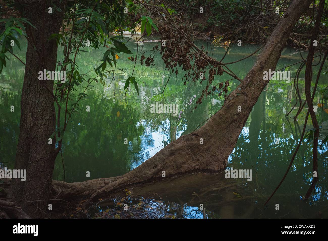 Banyan tree growing from green river backwater. Muak Lek River in Chet Sao Noi National Park, Thailand. Stock Photo