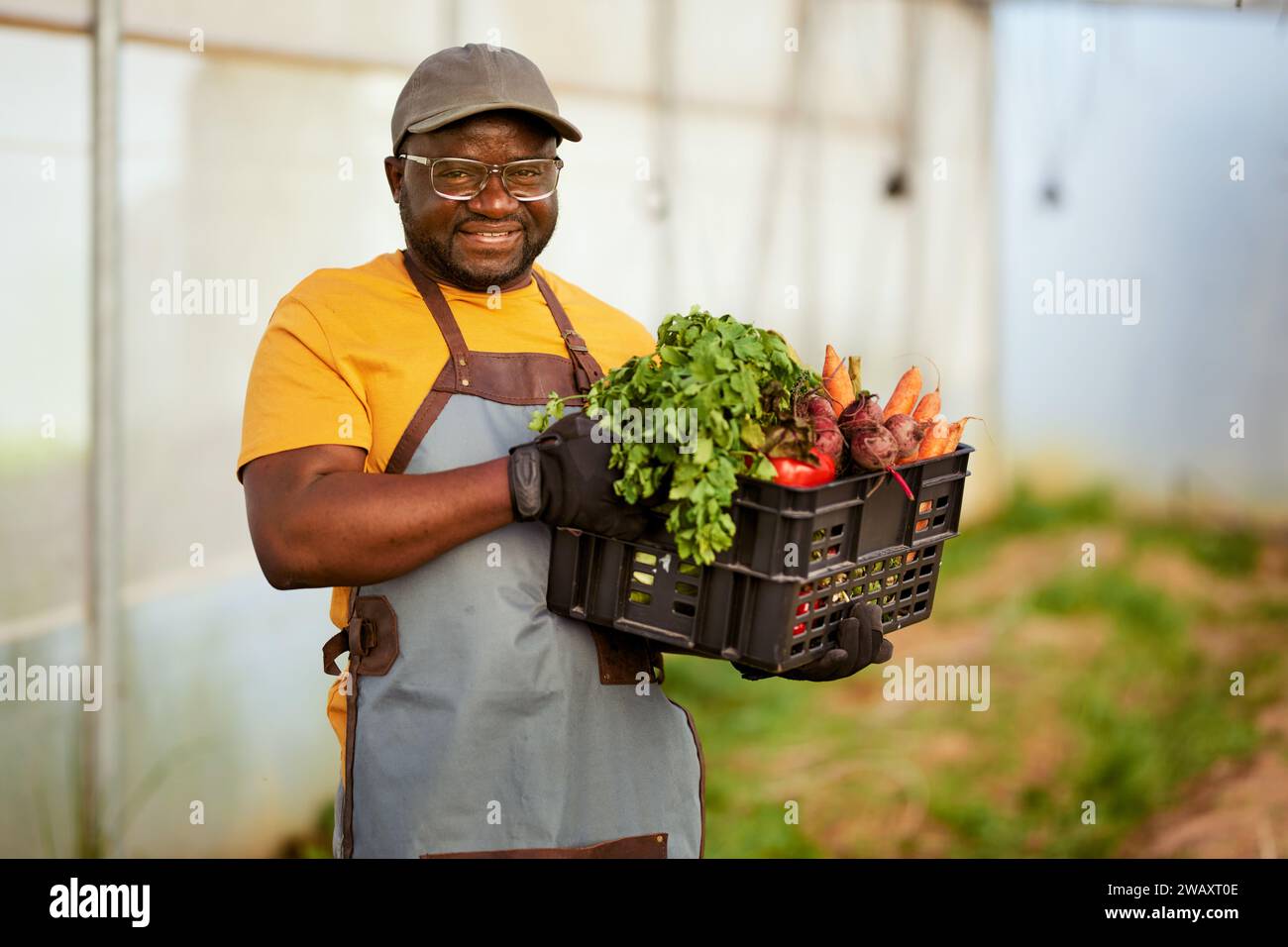 Black farmer holding crate full of vegetables in greenhouse, smiling ...