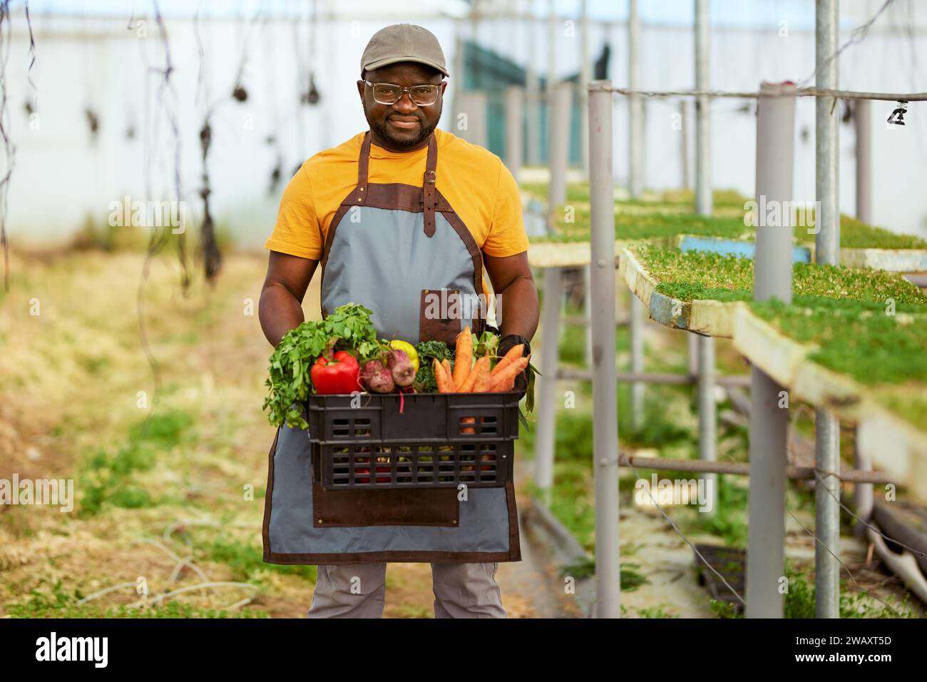 Black farmer holding crate full of vegetables in greenhouse, smiling ...