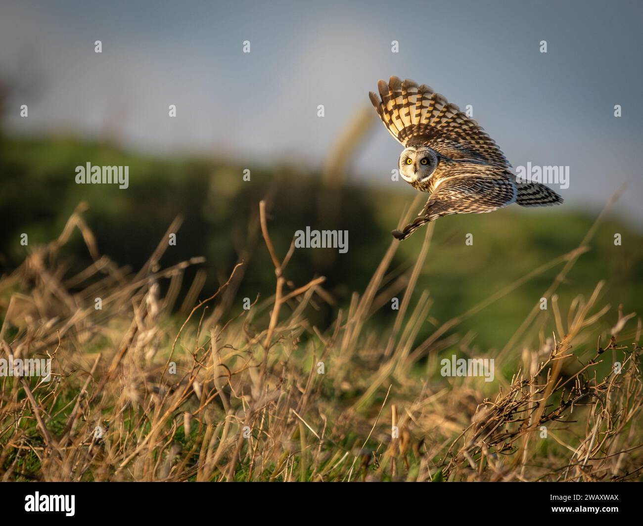Short Eared Owl in Flight facing the camera.dng Stock Photo