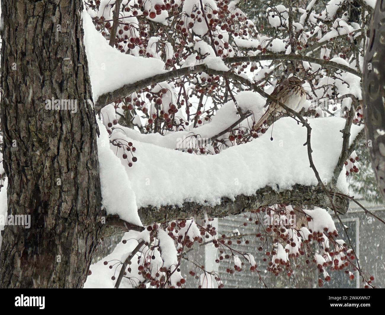 Snow blankets Portland, Maine, on Sunday, Jan. 7, 2024. A major winter
