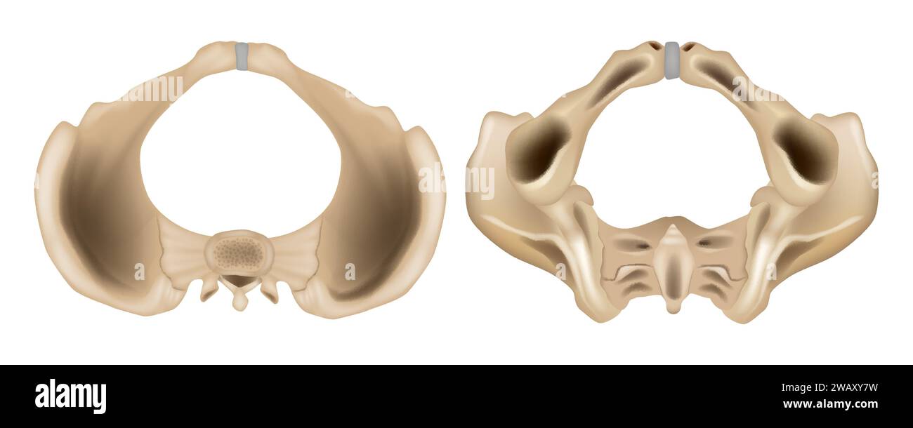 Pelvis Anatomical Skeleton Structure Anatomy Of The Pelvis Superior Pelvis Anatomical Skeleton Structure Anatomy Of The Pelvis Superior View And Inferior View Medical Education Scheme 2WAXY7W
