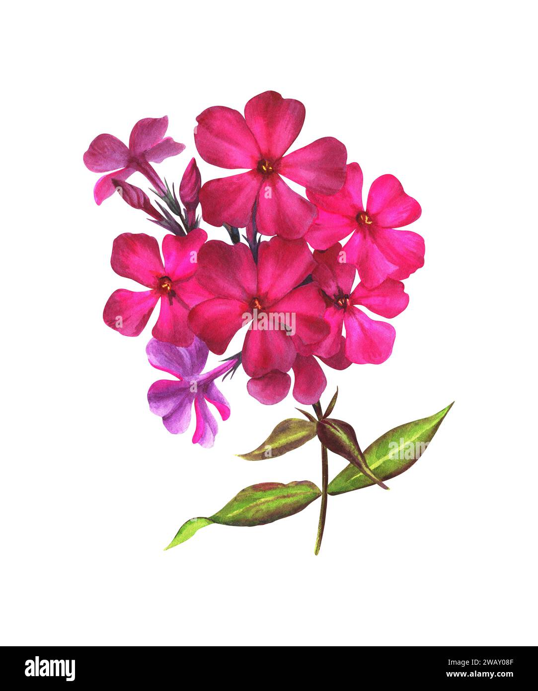 Watercolor illustration of a branch of purple phlox in botanical style. Gardening flower on a white background. Drawing for postcards, stickers. Stock Photo