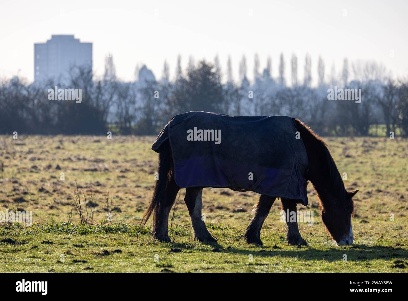 Horse in field - Reddish Vale, Stockport. Stock Photo