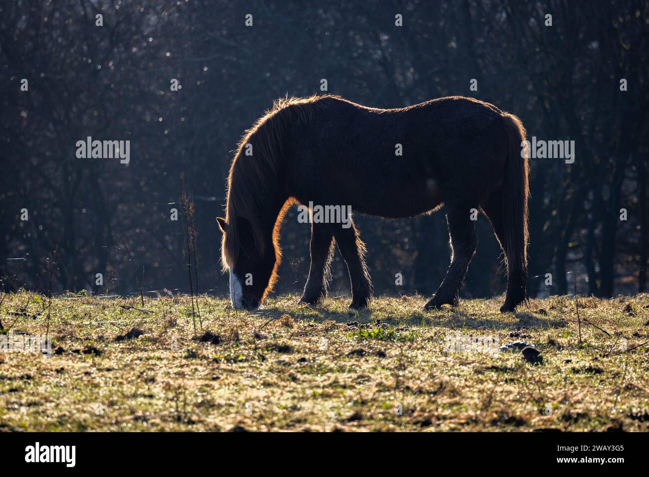 Horse in field - Reddish Vale, Stockport. Stock Photo