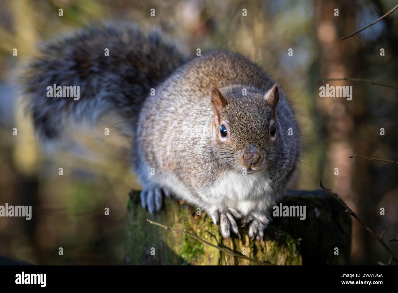 Grey squirrel - Reddish Vale, Stockport. Stock Photo