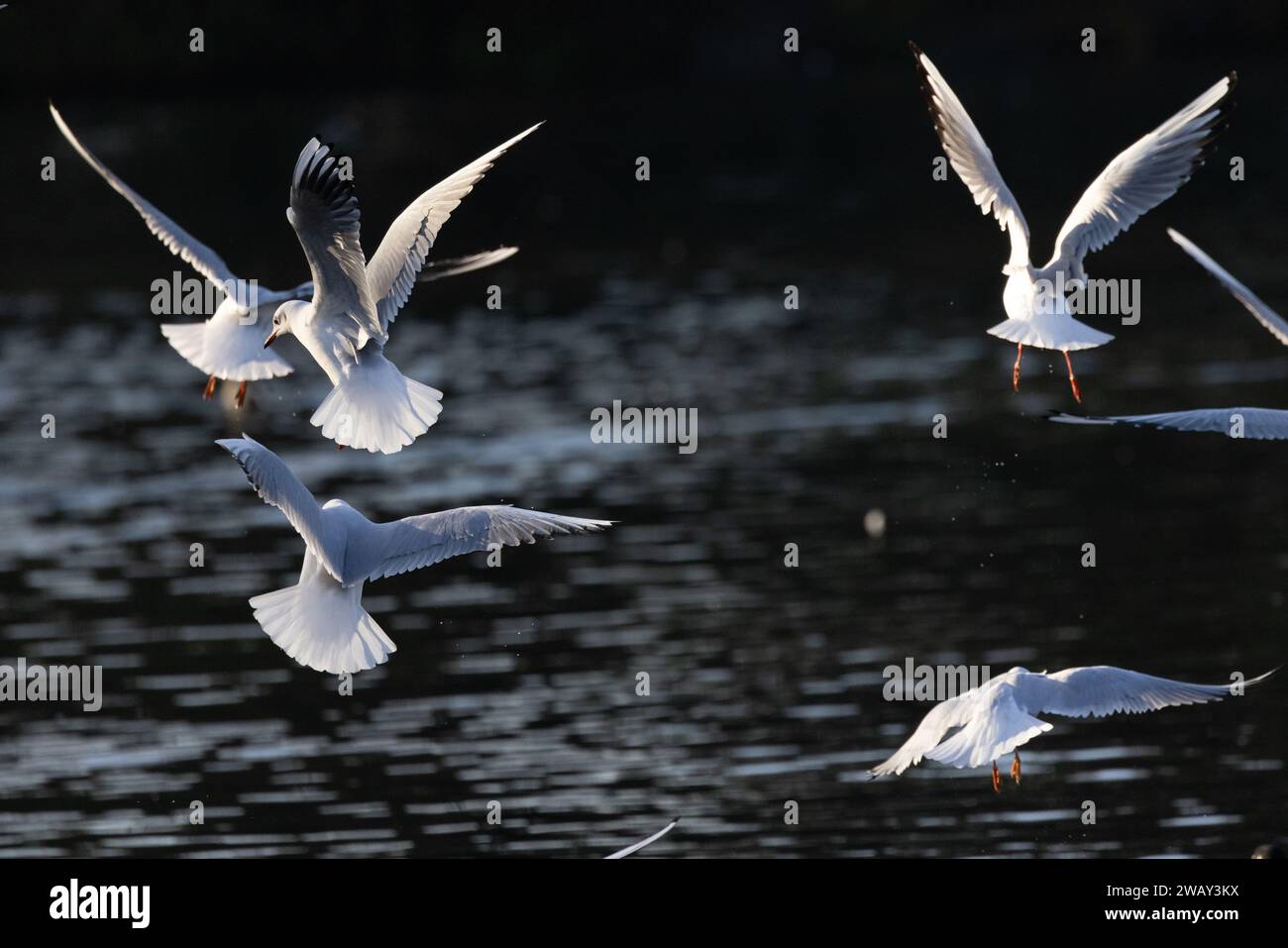 Reddish bird hi res stock photography and images Alamy Reddish bird hi res stock photography and images Alamy