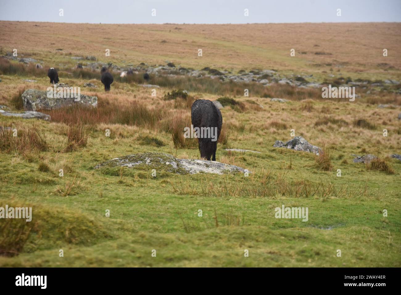 Dartmoor ponies grazing Stock Photo
