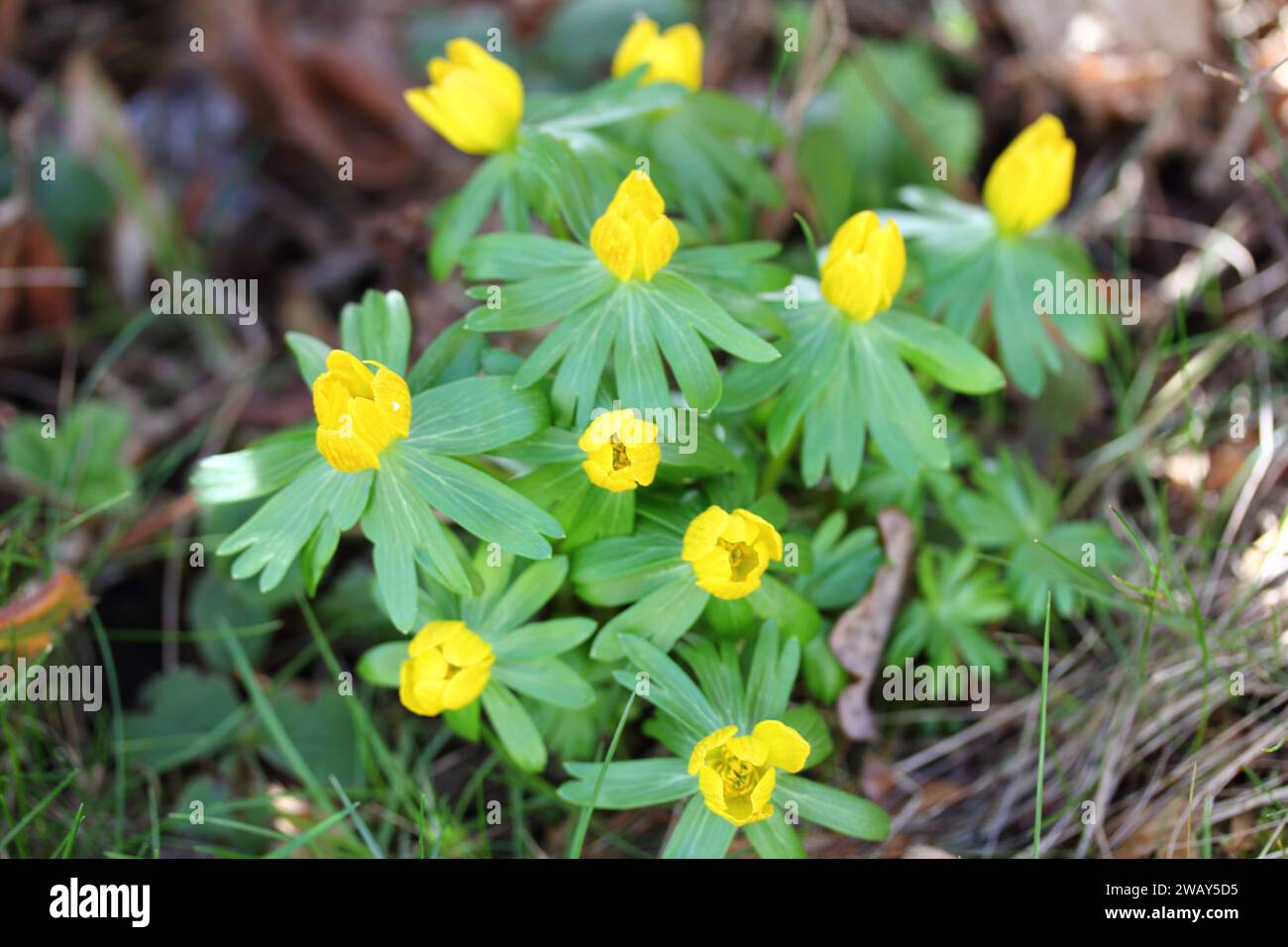 Eranthis hyemalis is a species of flowering plant in the buttercup family Ranunculaceae, native to calcareous woodland habitats in France, Italy and t Stock Photo