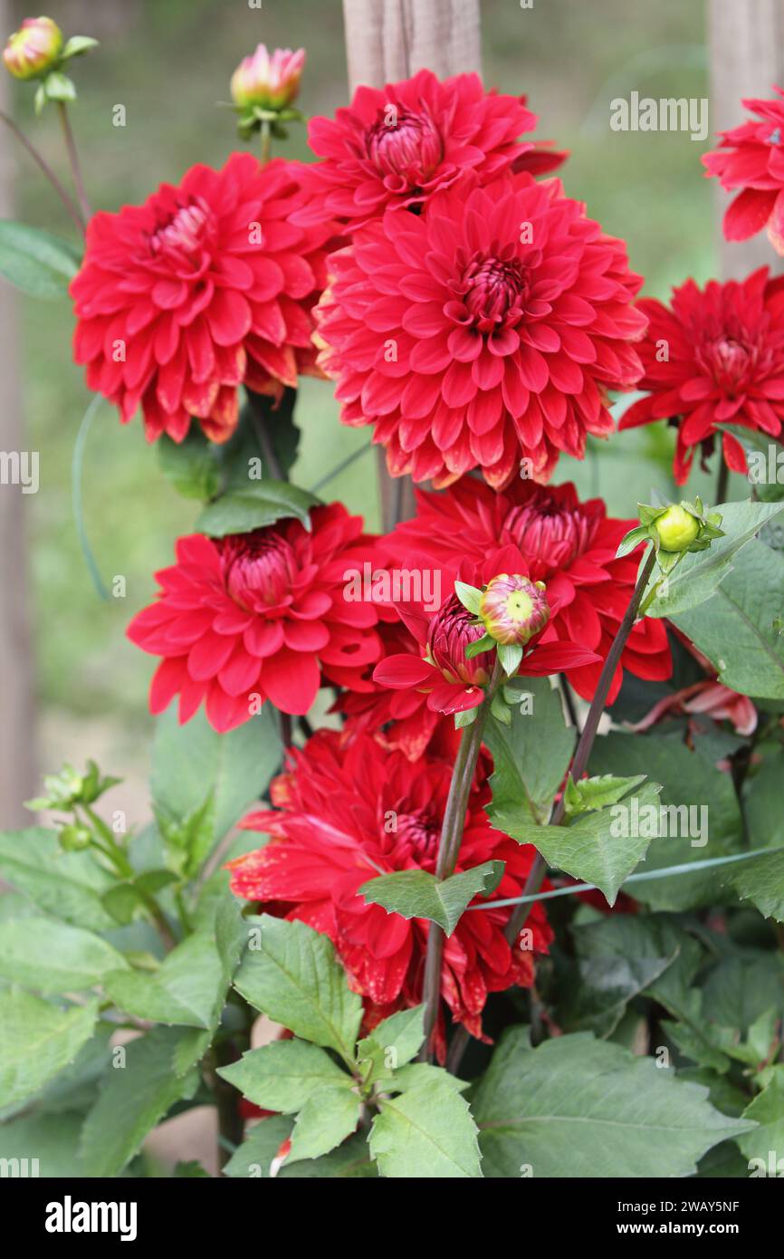 The dahlia (Dahlia), is a genus of flowering plants in the sunflower family (Asteraceae) Stock Photo