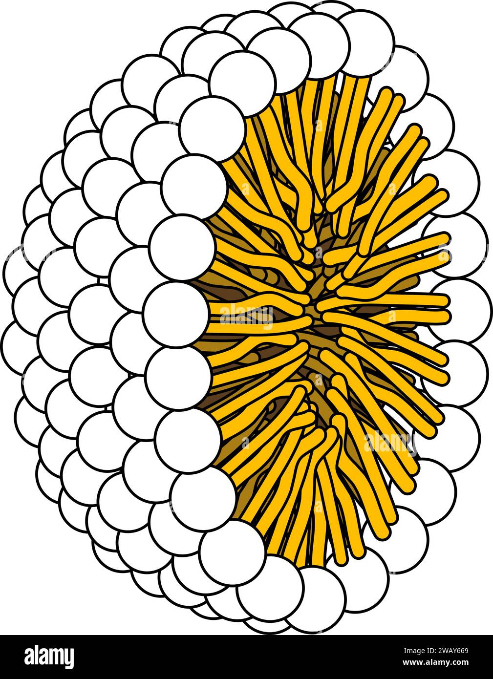 Structure of Phospholipid Molecule in  Micelle .Vector illustration. Stock Vector