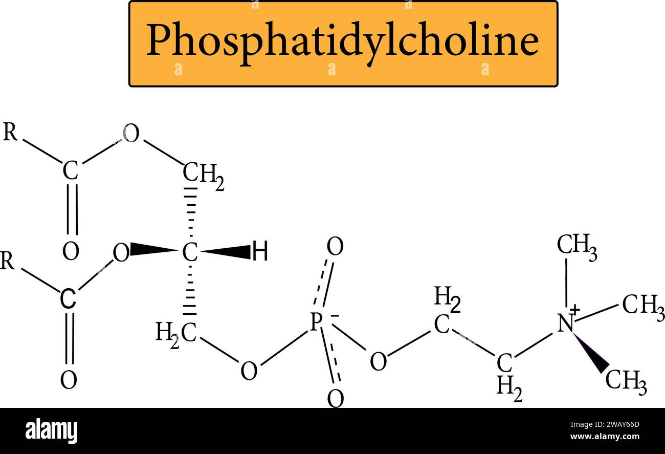 Phosphatidylcholine is the major component of lecithin.Vector illustration. Stock Vector