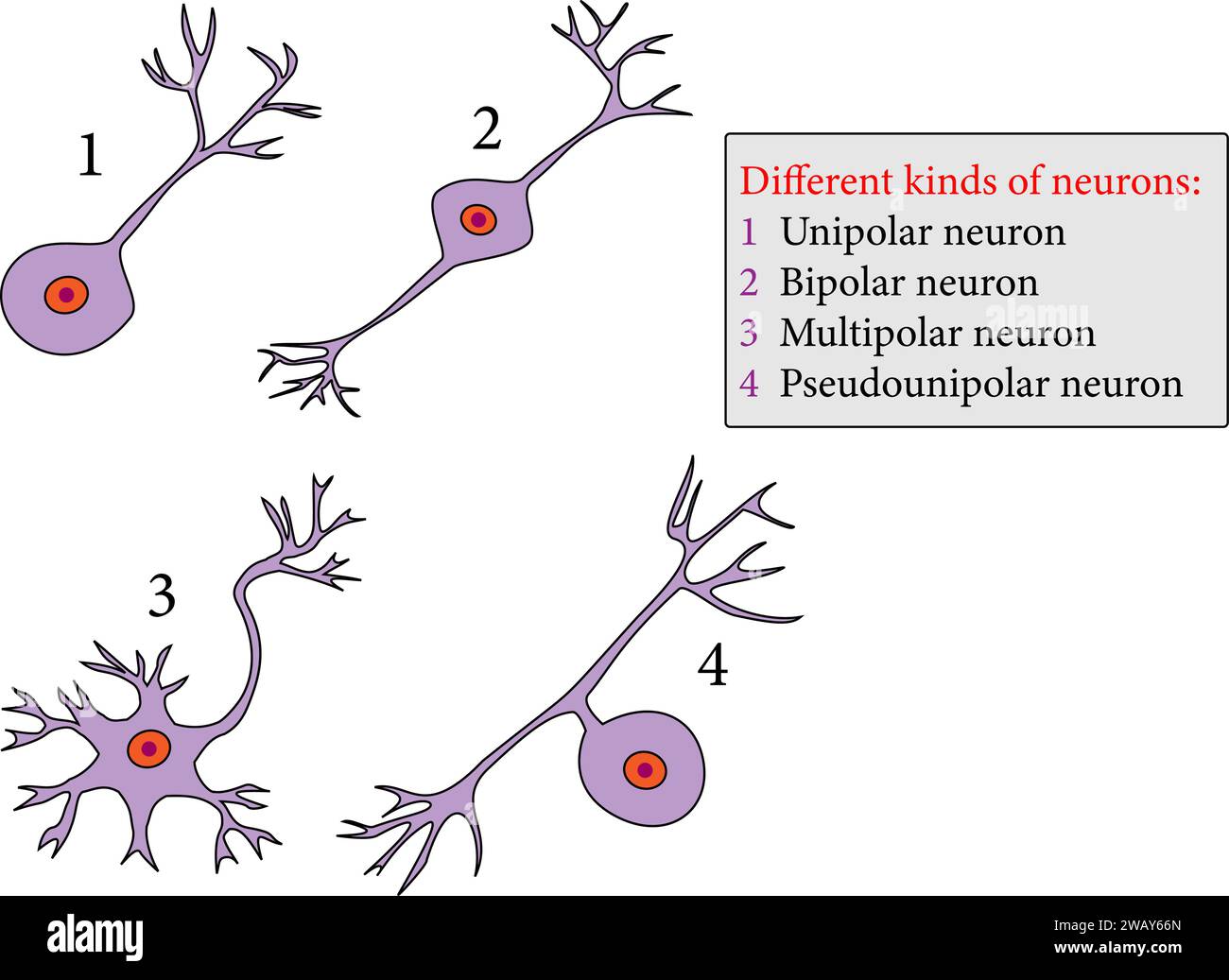 kinds of neurons: Unipolar neuron , Bipolar neuron , Multipolar neuron ,Pseudounipolar neuron.Vector illustration. Stock Vector