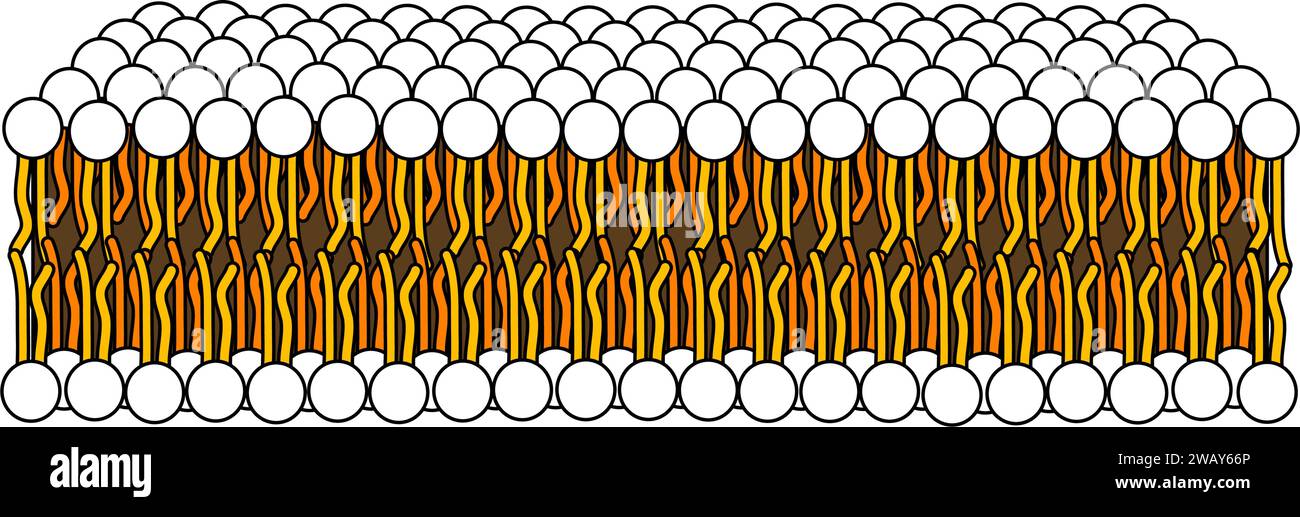 Structure of Phospholipid Molecule in  Bilayer .Vector illustration. Stock Vector