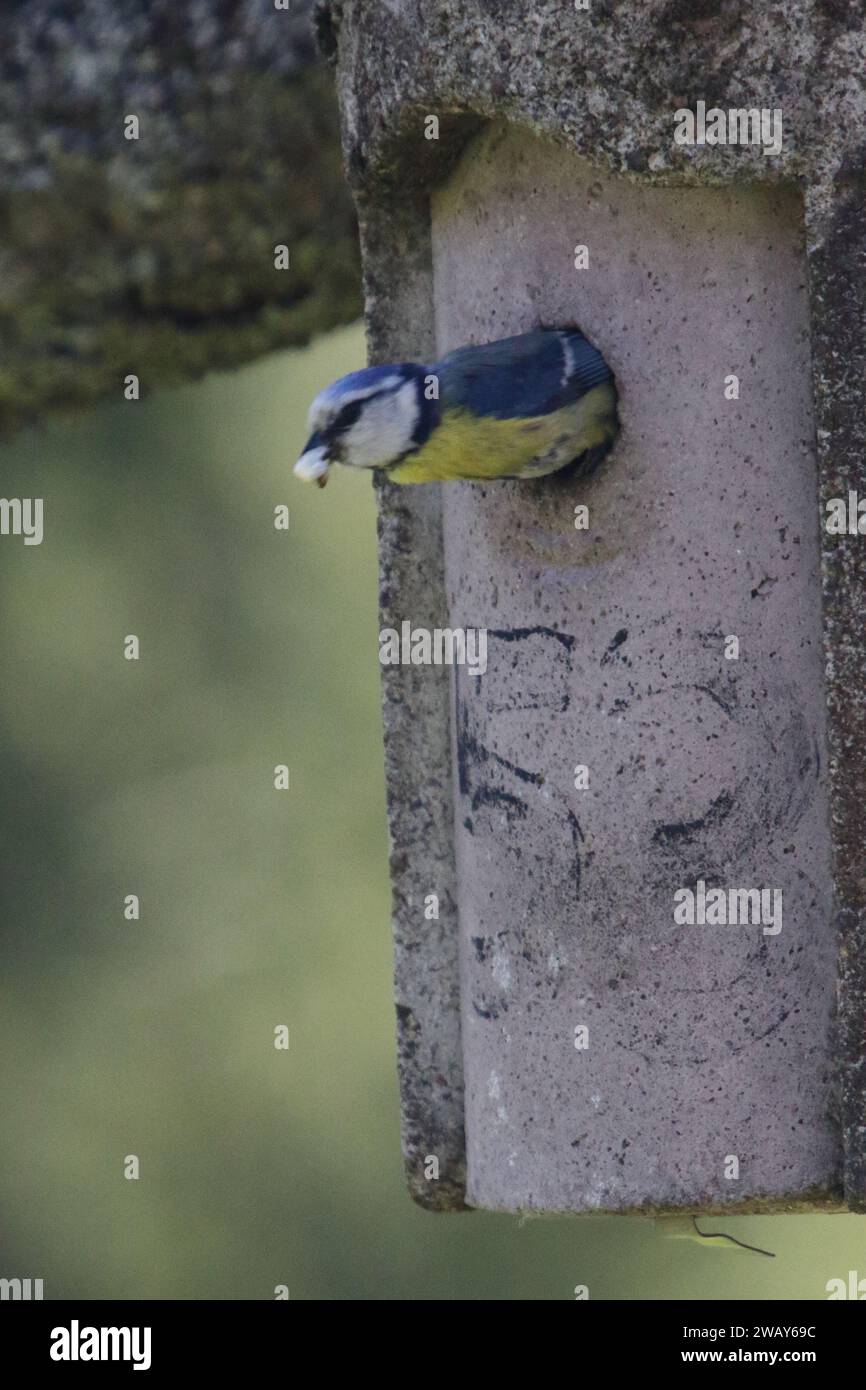 The Eurasian blue tit (Cyanistes caeruleus) is a small passerine bird in the tit family, Paridae. It is easily recognisable by its blue and yellow plu Stock Photo