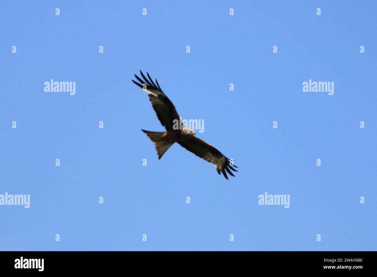 A bird of prey draws its circles, blue skies in the background Stock Photo
