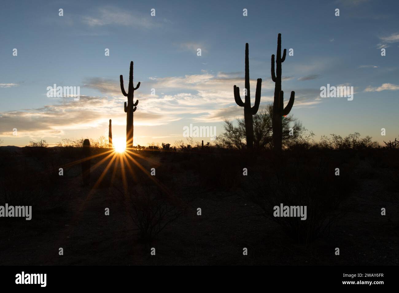 A tranquil desert scene with a vibrant sunset in the background, featuring a variety of cacti and cactus trees Stock Photo