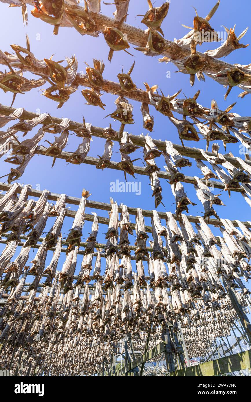 Cod fish drying on wooden racks in the crisp Arctic air of Lofoten